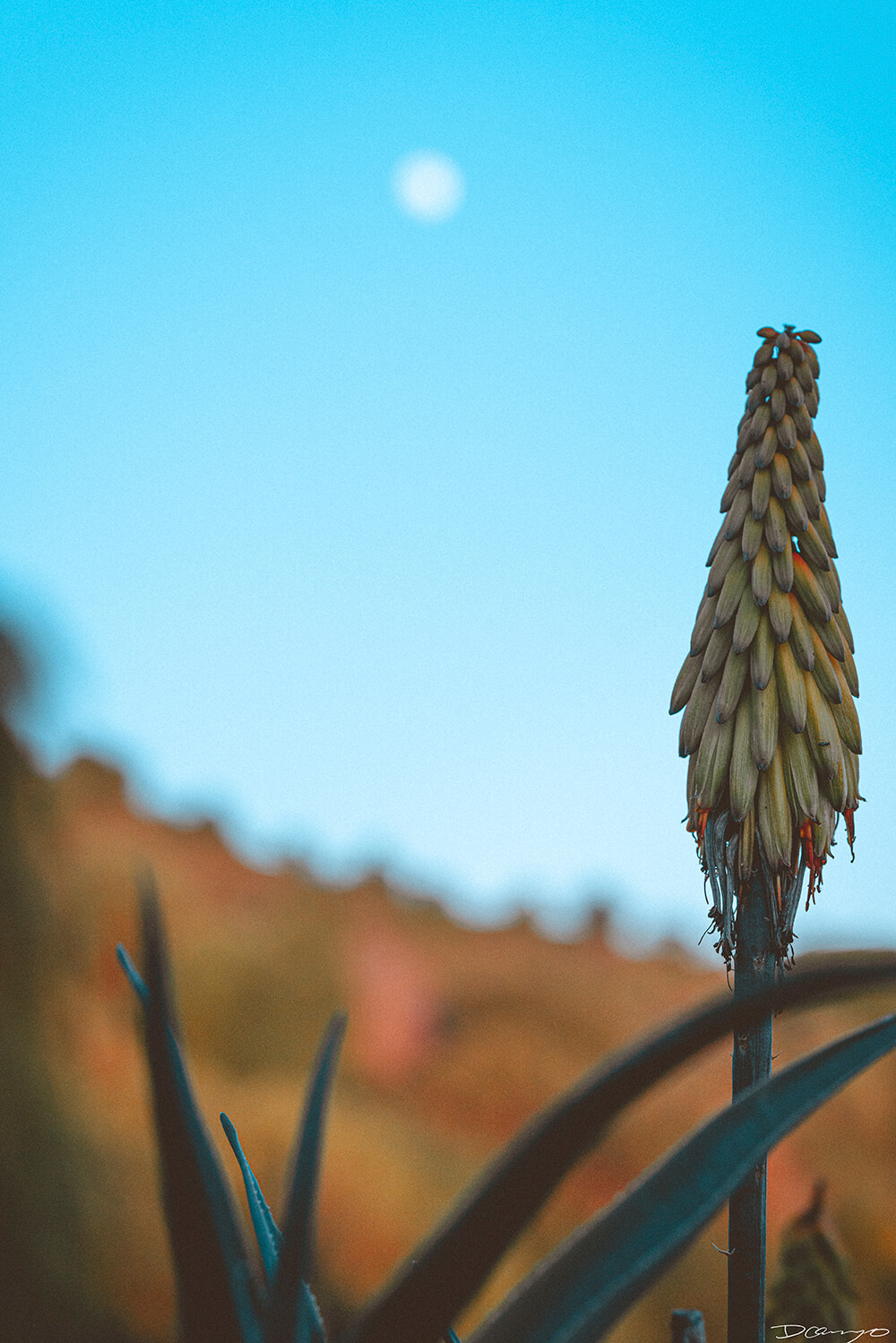 Floral, natural, and textural photos from my travels in the Bay Area in California, and more.